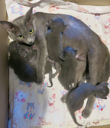 Kittens at 2 weeks